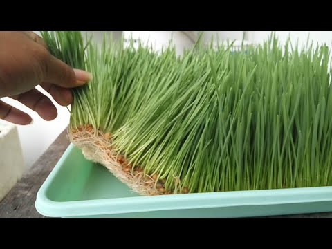 Video: Kochia Scoparia Grass - Informasi Tentang Kontrol Kochia Di Lanskap