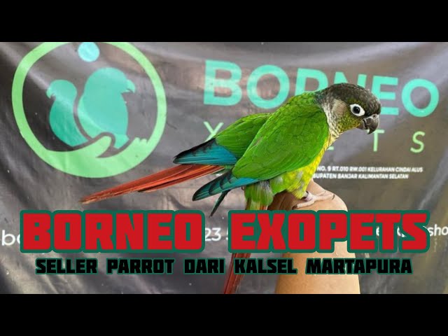 Review !!! Borneoexpets seller Parrot (Paruh Bengkok) Banjarmasin. class=