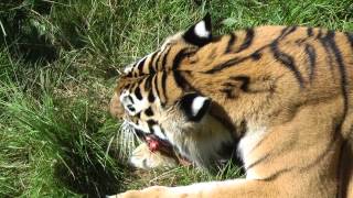 Tiger Eating Bunny, Crushing Its Skull