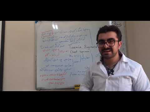 تنیا ساژیناتا Taenia Saginata انگل شناسی سستود پزشکی علوم پایه