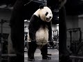 Panda Gym Fail | When the Weights Don’t Move But Panda Does | Funniest Animal Workout | Nebula Shots