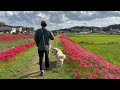 曼珠沙華の土手を歩く初老ふたり