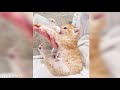 Kittens Funny Drink milk from a Bottle 🤣