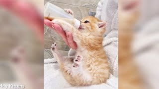 Kittens Funny Drink milk from a Bottle