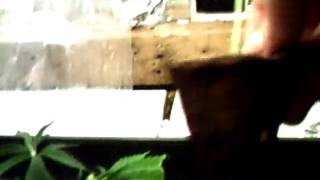 MPEG0001tbones grow room