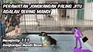 Download Lagu JONGKANGAN ✅️❗️Perawatan Jongkangan ✔️ Jongkangan Mandi di Keramba Download Lagu JONGKANGAN ✅️❗️Perawatan Jongkangan ✔️ Jongkangan Mandi di Keramba