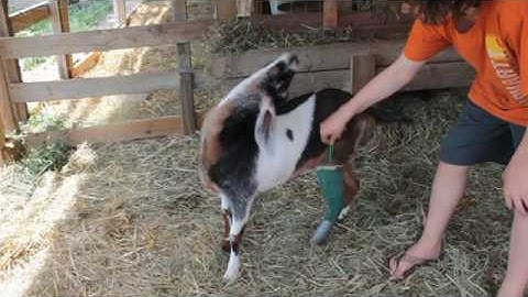 Goat Gets Her Itch Scratched!