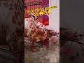 qasai bhee pareshan hogay 😲😵😳 #foryou #allovertheworld #viral #1million #bakraeidlover