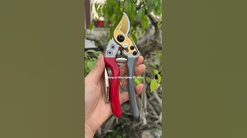 Kéo cắt cành cộng lực #dcgroup #dungculamvuon #dungcubonsai