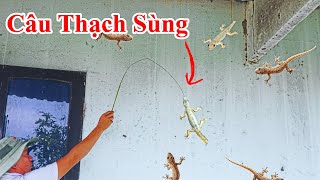 Cách Câu Thạch Sùng Rất Dễ Dàng Ít Ai Biết - Hướng Dẫn Mẹo Câu Thằn Lằn Rất Đơn Giản . Mẹo Vặt Hay