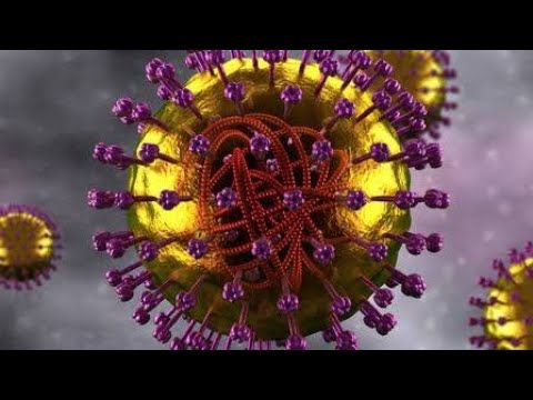 Vidéo: Les humains peuvent-ils attraper le paramyxovirus ?