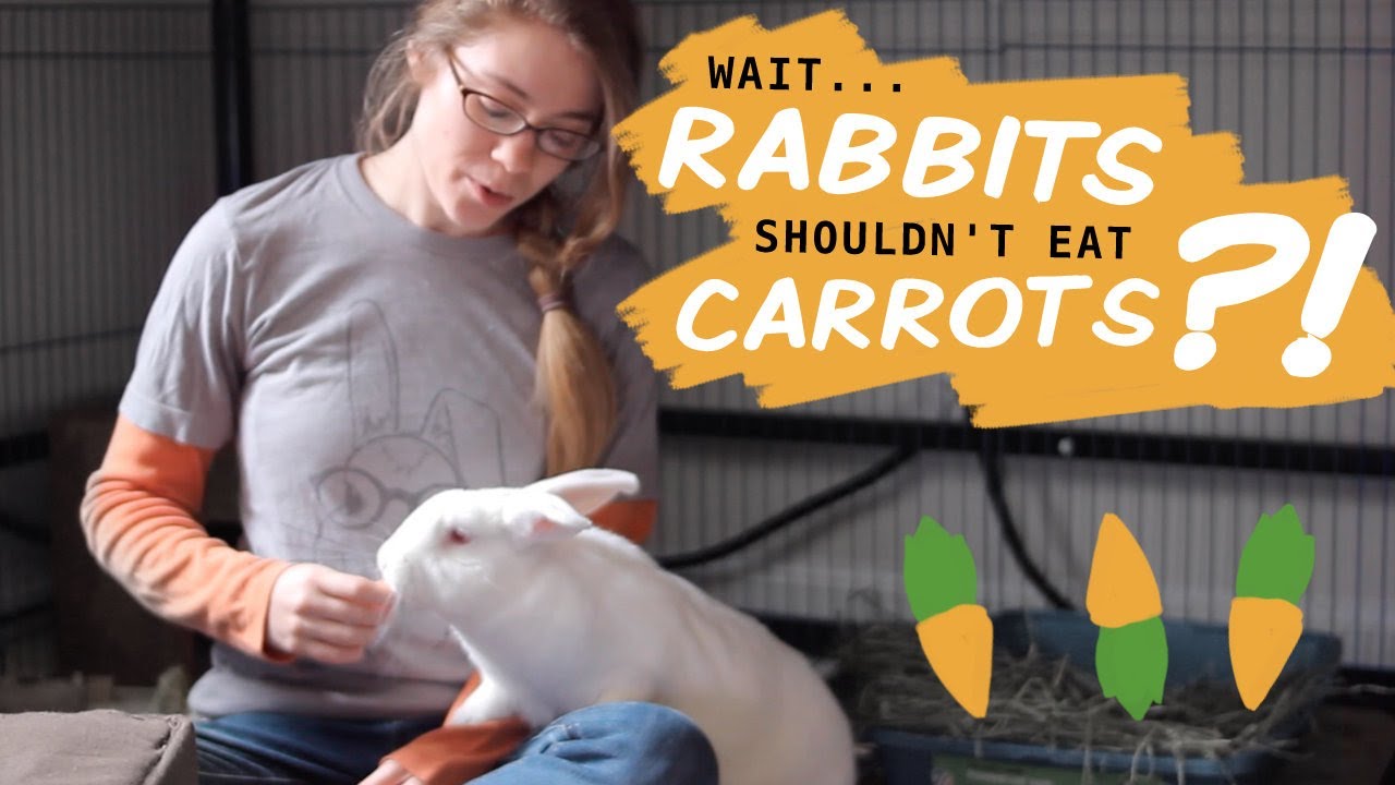 How Many Carrots Can A Rabbit Eat In A Day