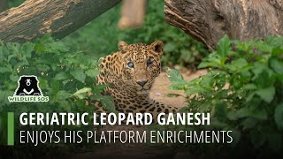 Ganesh Enjoys His Platform Enrichment!