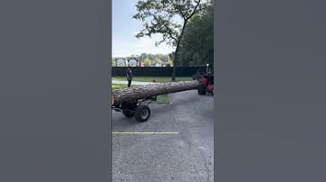 Efficient Tree Removal: Cast Loaders and Log Dolly in Action! #Shorts