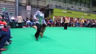 Crufts 2018 Leonberger Best of Breed by sharon springel 1,482 views 6 years ago 2 minutes, 8 seconds