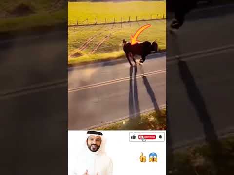 بهاء في الحياة ثورا بذاته يمرح وحده بعيد ا عن ضجيج البشر اكسبلور Should 