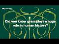 Grass Apes | Radiolab Podcast