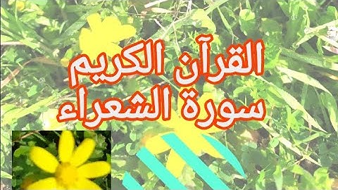 القرآن الكريم  سورة الشعراء من الآية 189 الى الآية 226