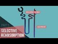 The Distal Convoluted Tubule and Collecting Duct | Selective Reabsorption Part 5