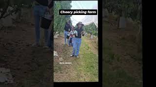 #cherry #picking #farm #australia #viralvideo #minivlog #haryanvi #panipat