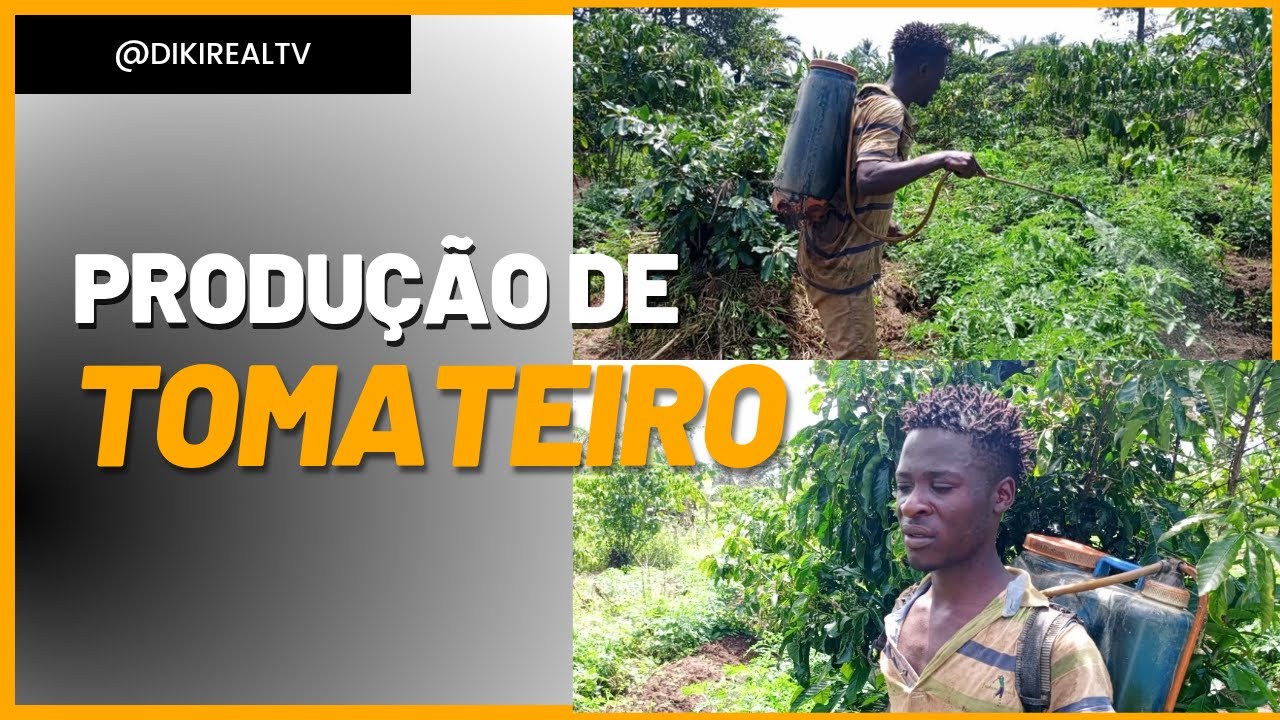A produção do Tomateiro 🍅