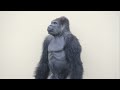 ⚡️Silverback's heartwarming response to the thunderstorm⚡️ / Shabani Group