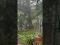 MussoorieLake view #mussoorietour #nature #mountainswiev #shortvideo #travel #love #monsoon #story