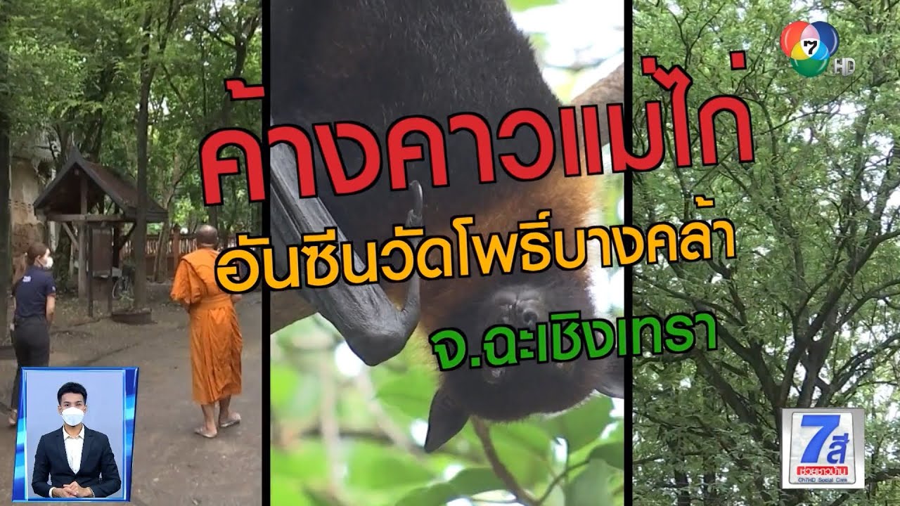 Green Report : ค้างคาวแม่ไก่ อันซีนวัดโพธิ์บางคล้า จ.ฉะเชิงเทรา