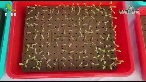 Rise Hydroponics Commercial Project - Esculent Agritech,Jamnagar-Fan Pad Polyhouse,NFT System-560SQM