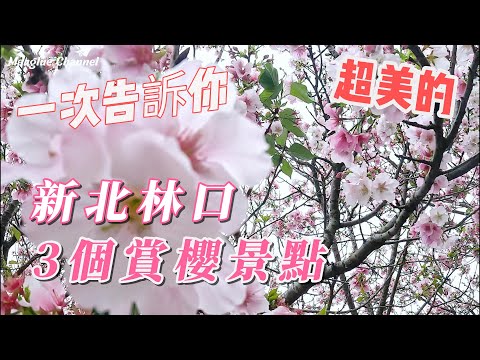 賞櫻季【新北・林口】 三個賞櫻景點, 周邊美食, 不藏私,一次告訴你 ! 超美的, 吉野櫻開到爆炸