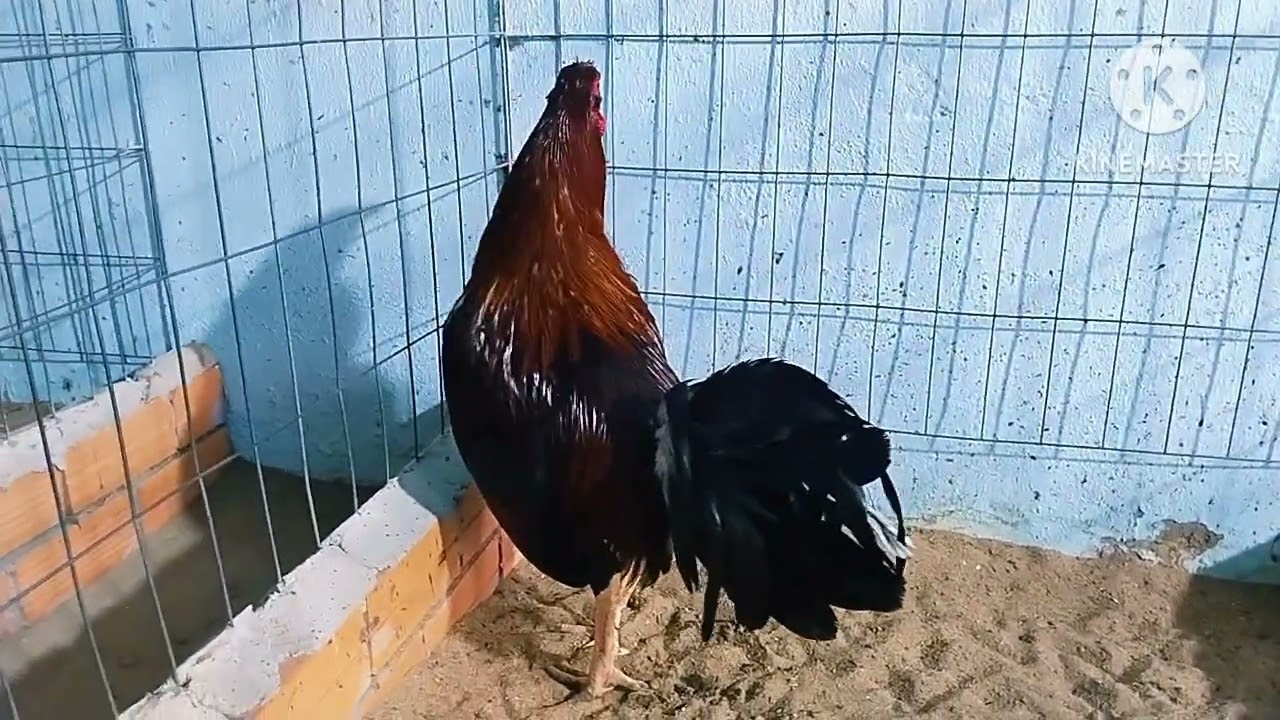 Tốp trống mái ngày 18/1 ae cần LH 0358///460///497