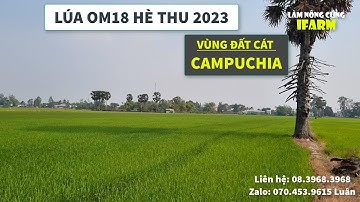 TRỒNG LÚA OM18 VÙNG BIÊN SẼ THẾ NÀO? ĐẤT CÁT, NẶNG PHÂN | GIANG THÀNH - KIÊN GIANG
