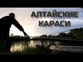 Алтайская рыбалка/Карасики на Алтае