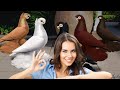 Хобби на миллион! Двухчубые голуби. Tauben. Pigeons. Palomas. Pombos. 비둘기.