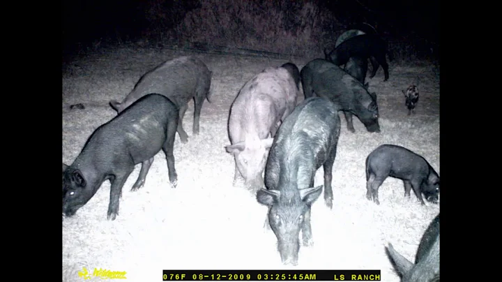 1st Trail Cam Pics- Wild Hogs Anyone?
