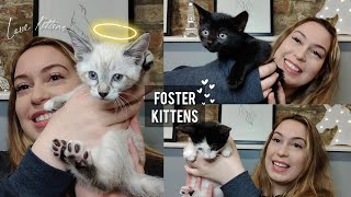 I Received A Basket Of Free Kittens- Official Foster Mom!
