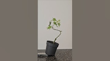 How to start a bonsai🌳 #nursery #material #going #green #maple #fyp #fy #wire #bend #prune #howtodiy