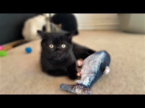 why cats love fish