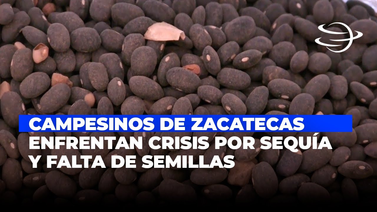 Campesinos de Zacatecas enfrentan crisis por sequía y falta de semillas ...