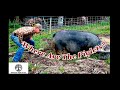 Farrowing Pigs on Pasture - Piglet Watch and and Escaped Pig