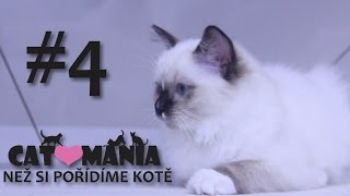 Než si pořídíme kotě // CATMANIA #4