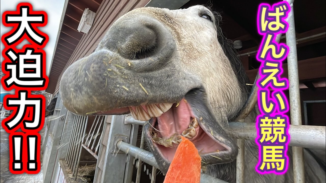 【ばんえい競馬】大迫力！帯広競馬場の馬に餌をあげてみた