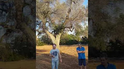 Come si combatte la Xylella?