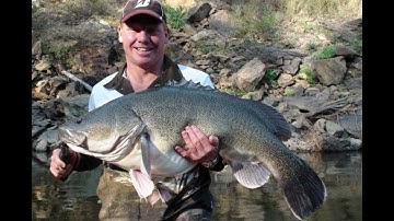 105cm MURRAY COD OFF THE SURFACE