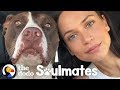 This woman couldnt sleep  until she rescued a pit bull  the dodo soulmates