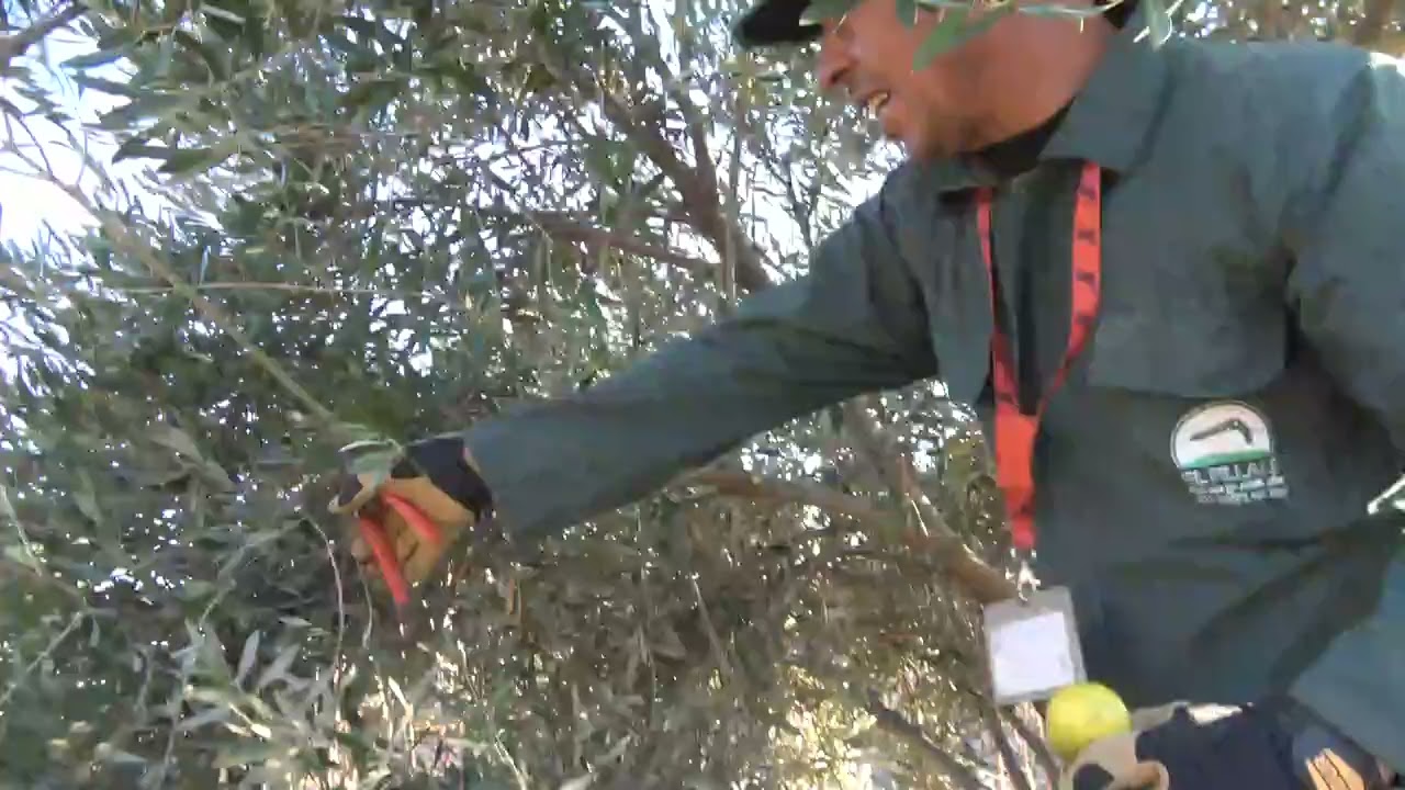 تشبيب وتهوية أشجار الزيتون من منطقة تاشرافت