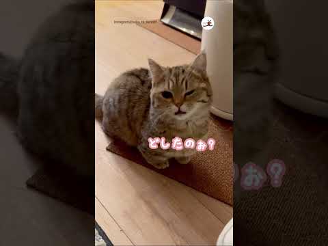 ニャンコが「どしたのぉ？」って言った…！｜PECO #子猫の鳴き声 #kittenmeowing
