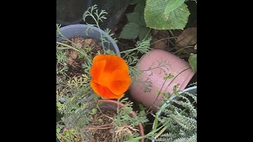 bee on a californium #poppy