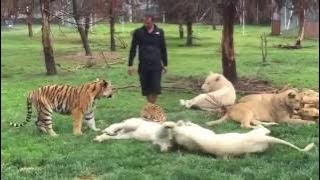 Tiger Saves Man From A Leopard Attack