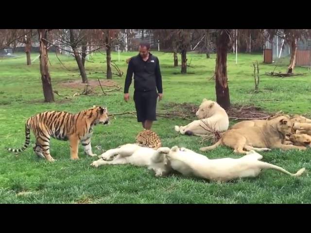 Tiger Saves Man From A Leopard Attack class=
